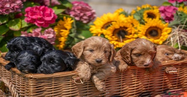 Cockapoo dogs - Advert 9