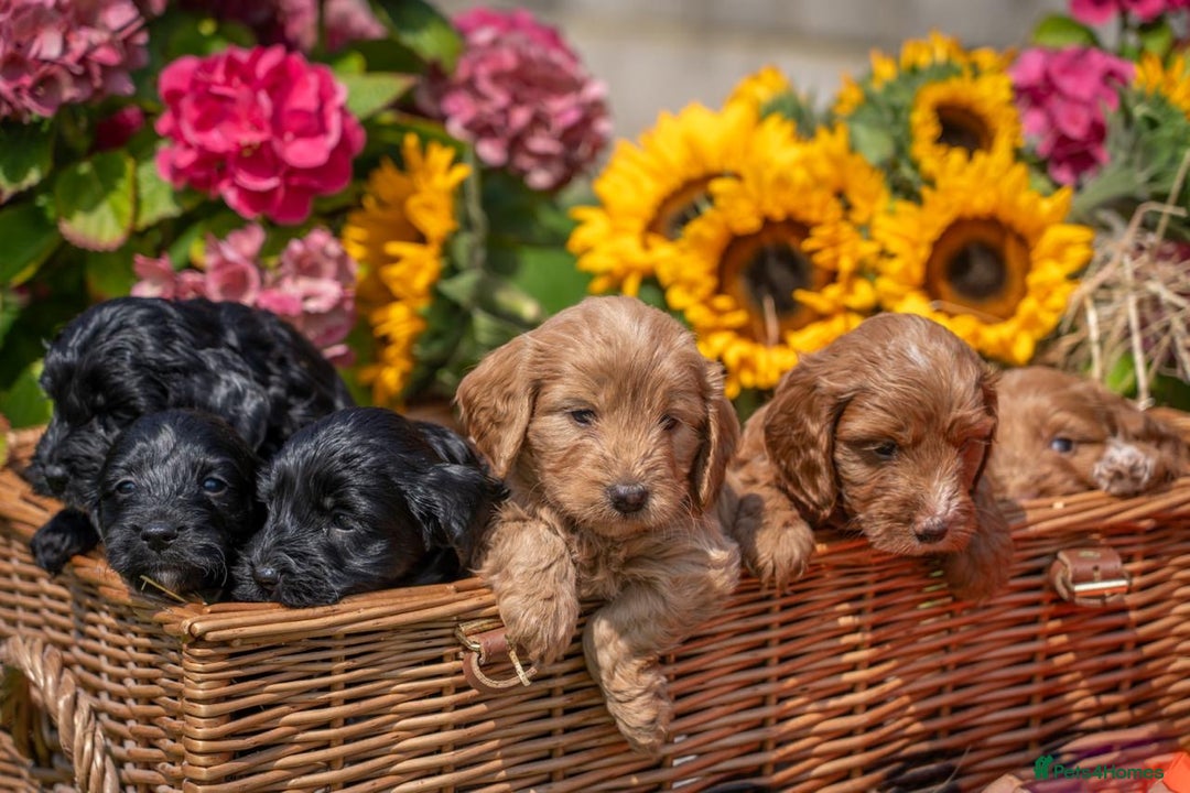 Cockapoo dogs for sale: Gorgeous F1 Cockapoo Puppies - KC Parents - Image 2