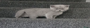 British Shorthair 2