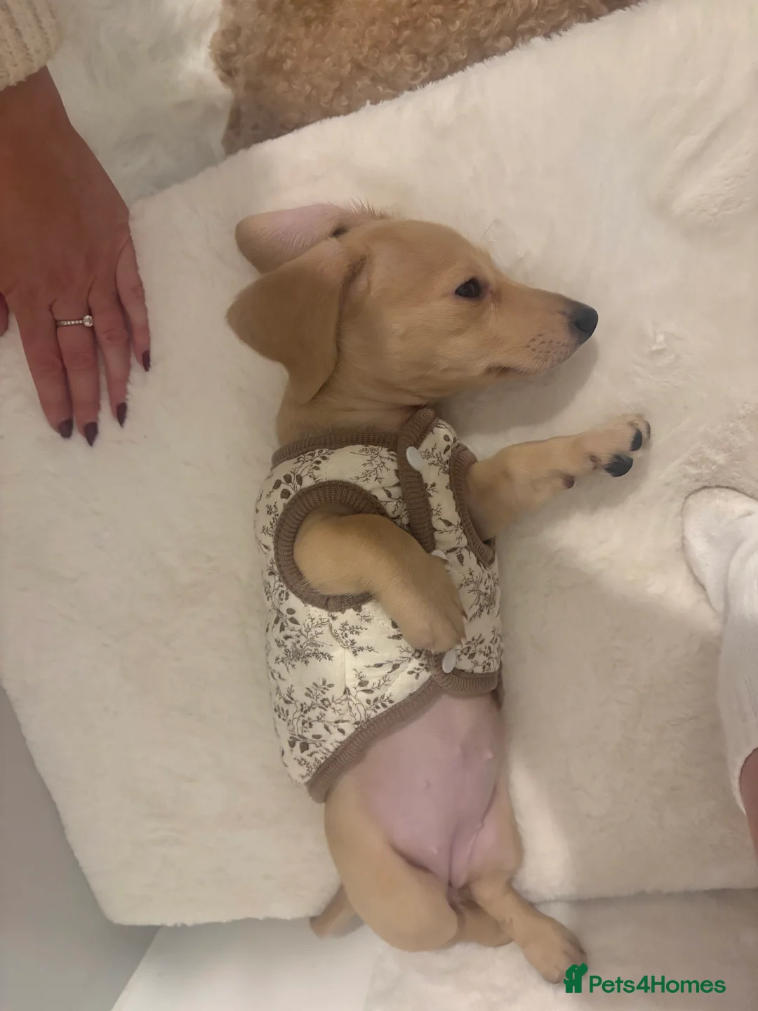 Miniature Dachshund dogs for sale: Miniature dachshund  - Advert 10