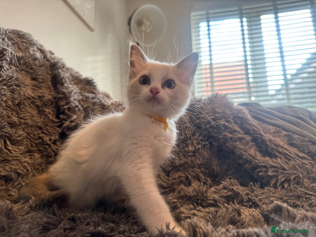 Ragdoll cats for sale: Gorgeous Pedigree Ragdolls  - Image 2