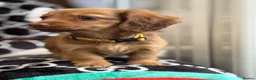 Dachshund dogs for sale: Longhaired Dachshund puppies in Wymondham - Advert 3