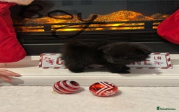 Pomeranian dogs for sale: POMERANIAN PUPPIES FOR SALE. BEAUTIFUL! - Advert 7