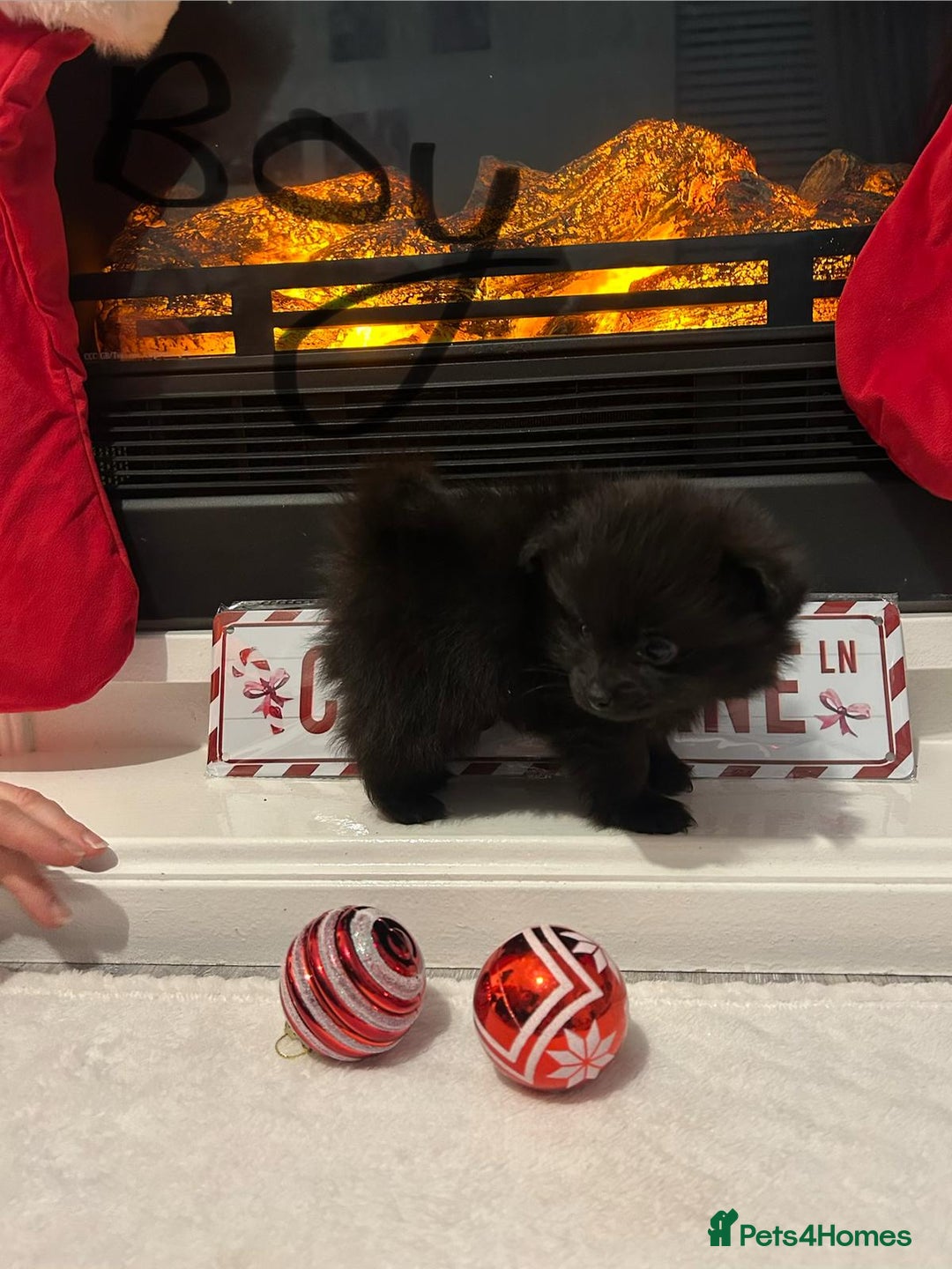 Pomeranian dogs for sale: POMERANIAN PUPPIES FOR SALE. BEAUTIFUL! - Advert 7