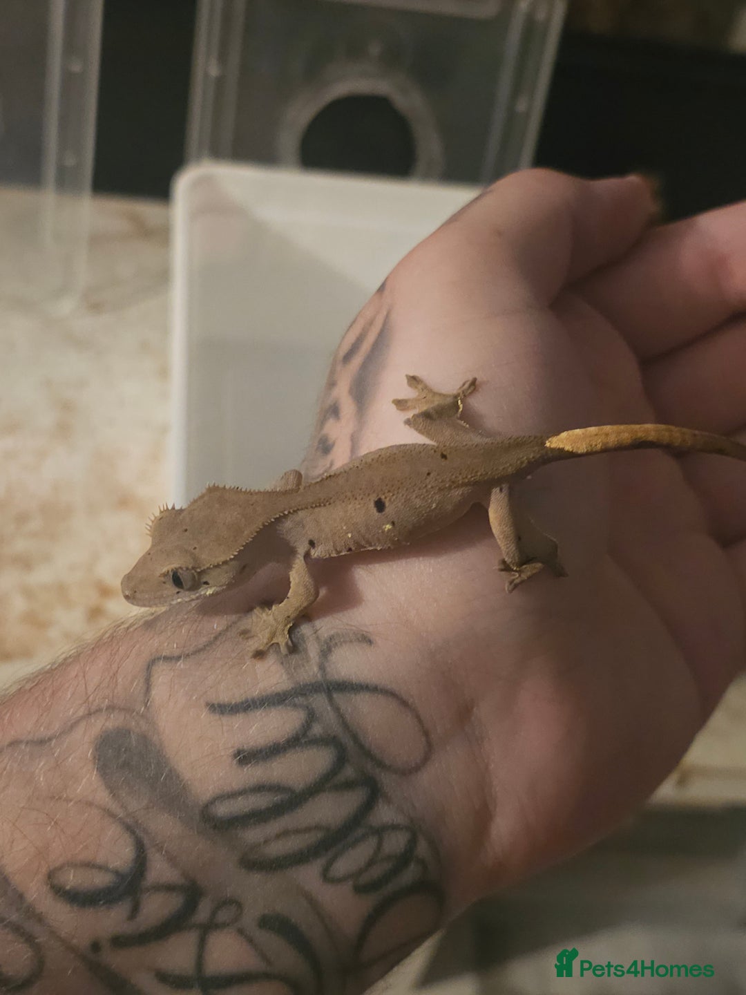 Gecko reptiles for sale: Patternless Dalmatian crested gecko - Image 4