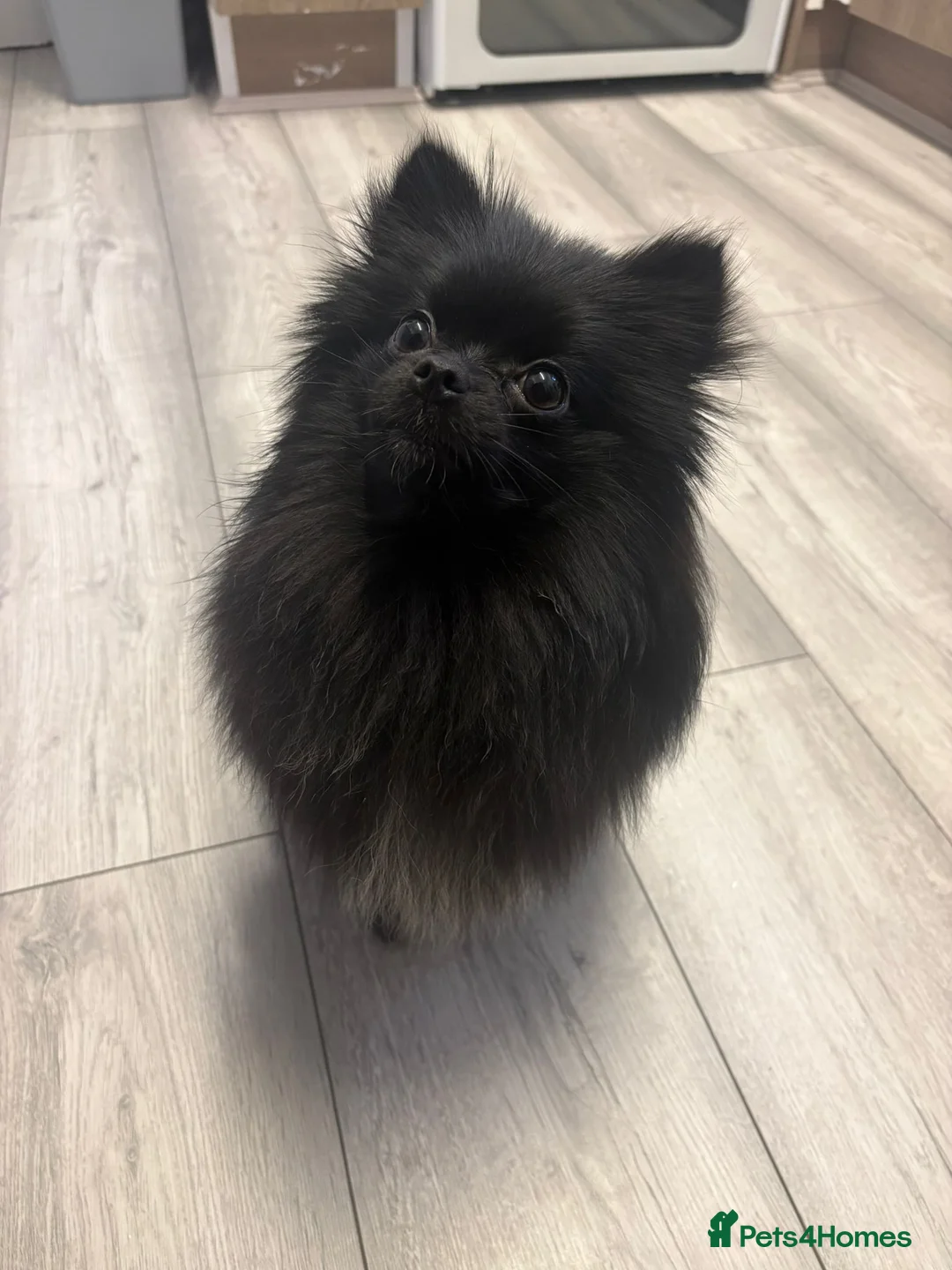 Pomeranian dogs for sale: Striking Blue Eyed Pomeranian  - Advert 2