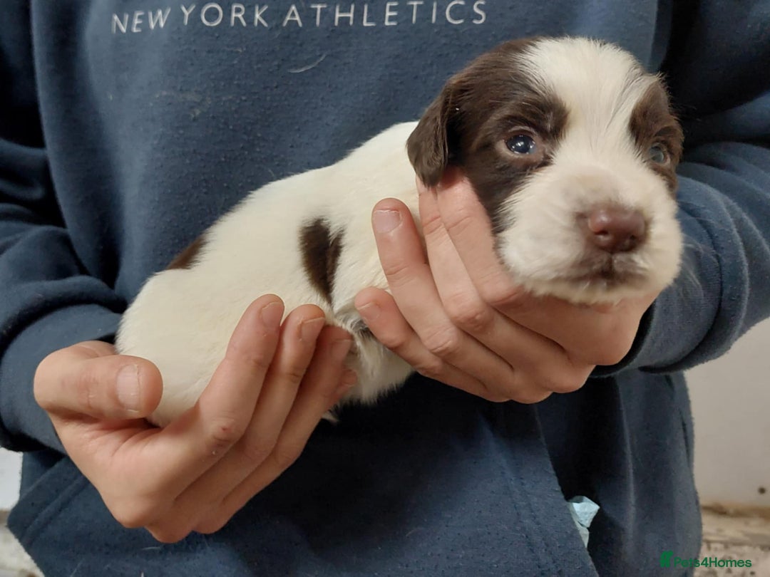 Sprocker dogs for sale: Sprocker ( Springer x Cocker ) pups for sale - Image 7