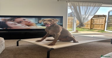 Dobermann dogs - Advert 6