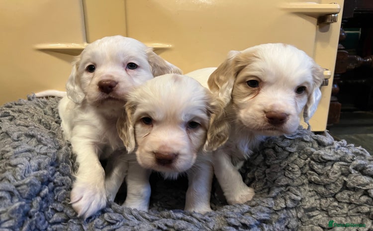 Clumber Spaniel dogs - Advert 2