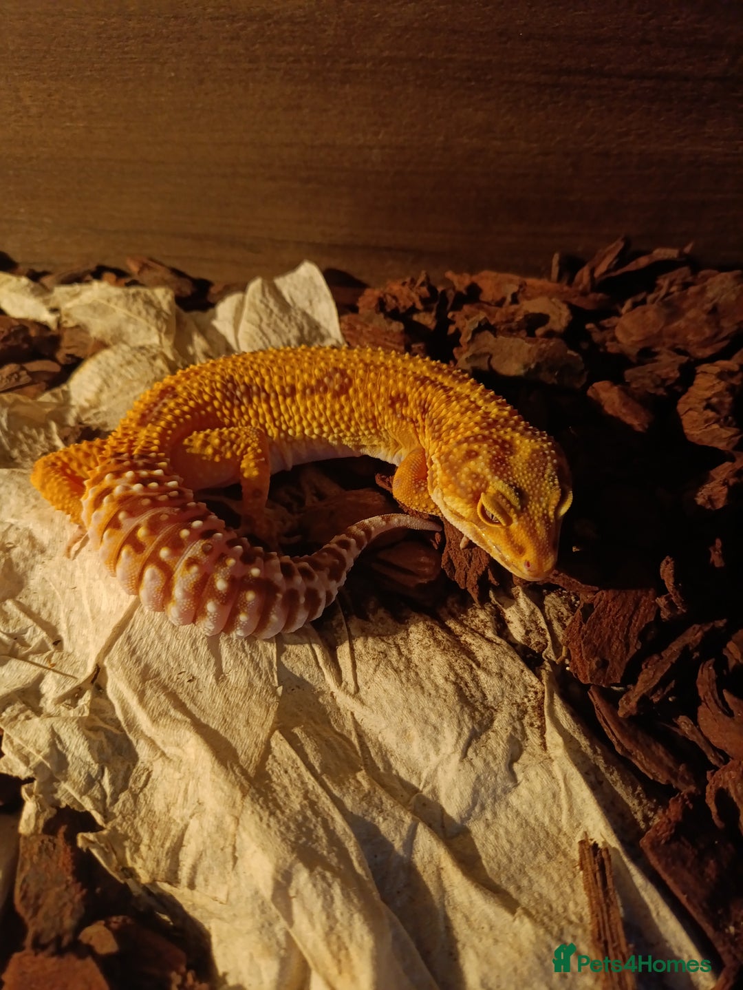 Gecko reptiles for sale: Tangerine gecko  - Image 2
