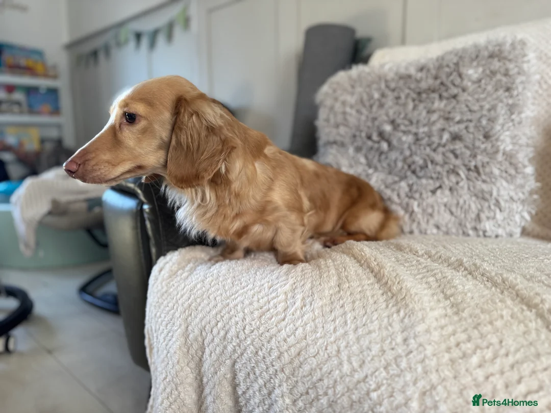 Miniature Dachshund dogs for sale: Miniature dachshund  - Advert 4