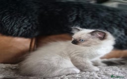 Ragdoll cats for sale: Quality Ragdoll Kittens - Image 7