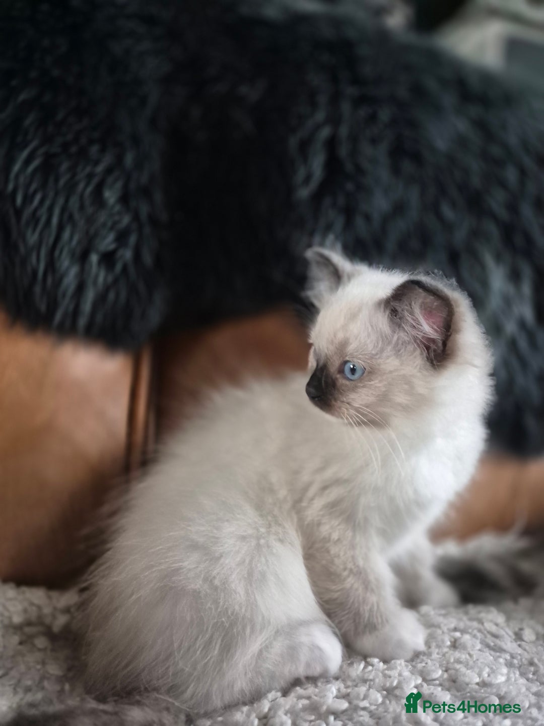 Ragdoll cats for sale: Quality Ragdoll Kittens - Image 7