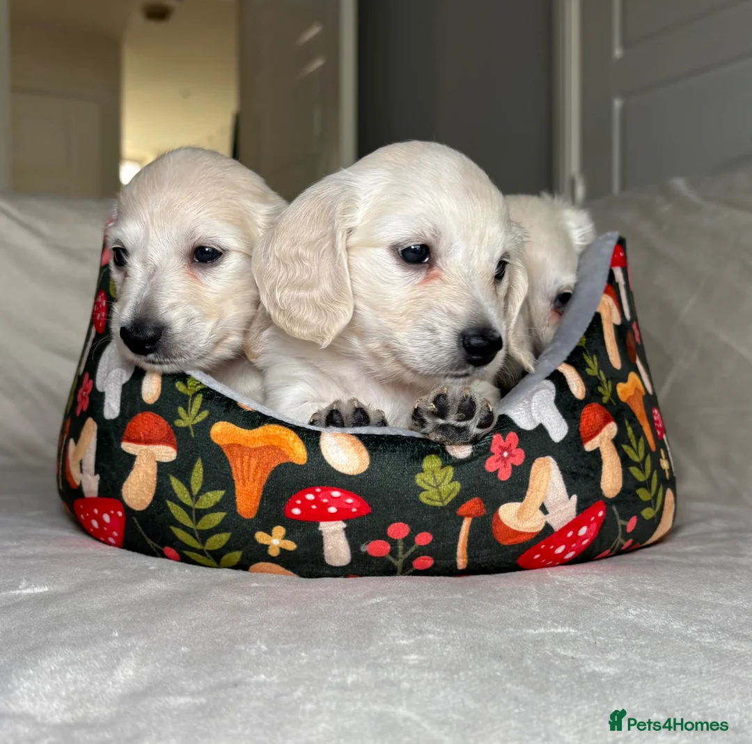 Miniature Dachshund dogs for sale: Longhair Cream Mini Dachshund Puppies  - Advert 2
