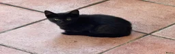 Mixed Breed cats for sale: 2 boys Black Russian  - Advert 3