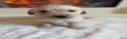 Golden Retriever dogs for sale: Golden retriever puppies  - Advert 5