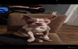 Boston Terrier dogs for sale: BOSTON TERRIER PUPPIES - Image 15