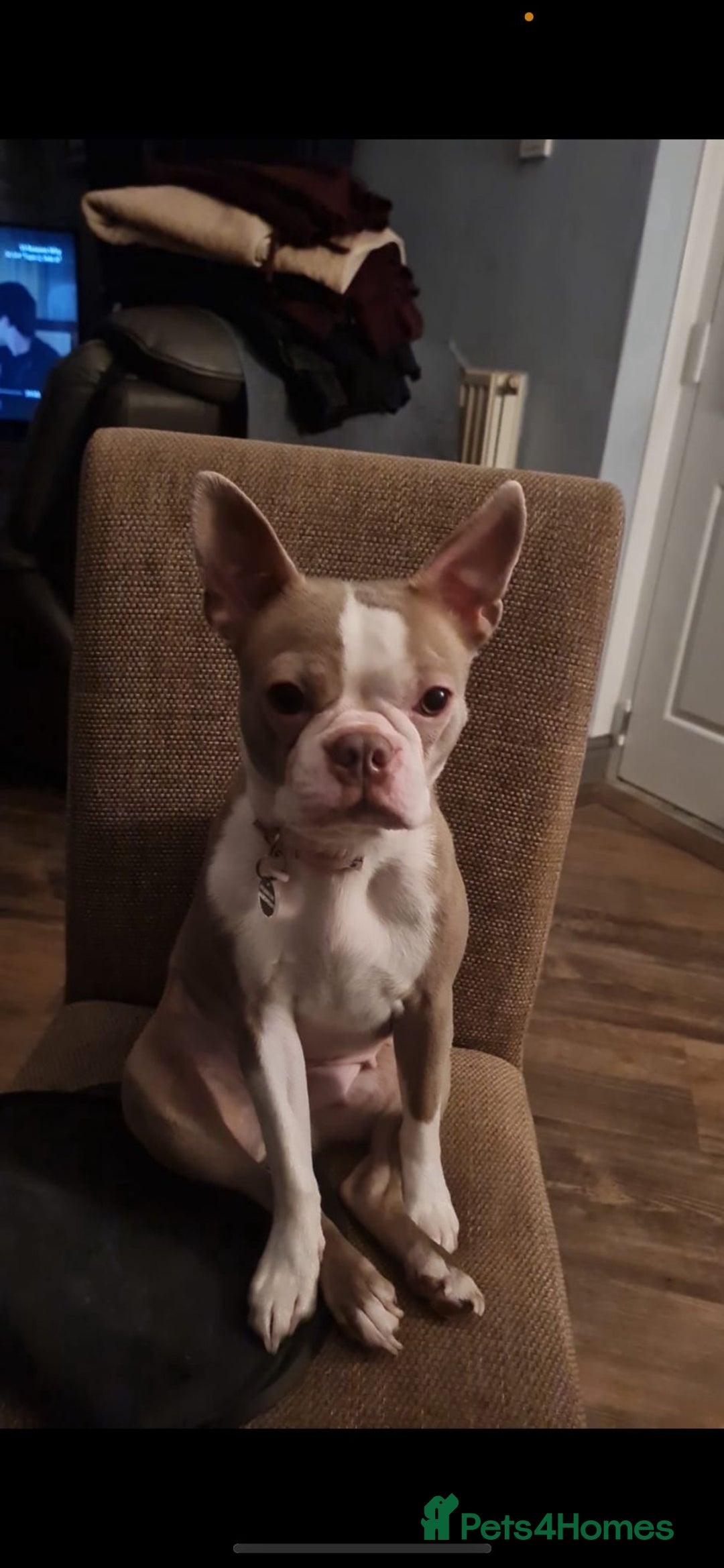 Boston Terrier dogs for sale: BOSTON TERRIER PUPPIES - Image 15