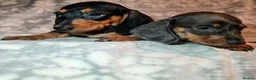 Miniature Dachshund dogs for sale: Beautiful Dachshund puppies for sale  - Advert 11