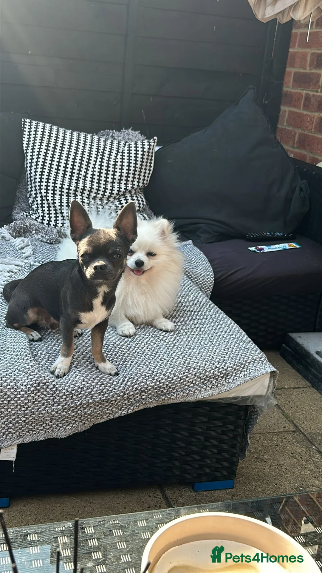 Chihuahua dogs for stud: Stud only. Full pedigree lilac chihuahua £300 - Advert 9