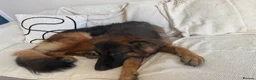 German Shepherd dogs for sale: 6 year old German shepherd female  - Advert 4