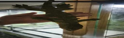 Gecko reptiles for sale: Adult Leachianus Mt Koghis Male and female - Advert 5