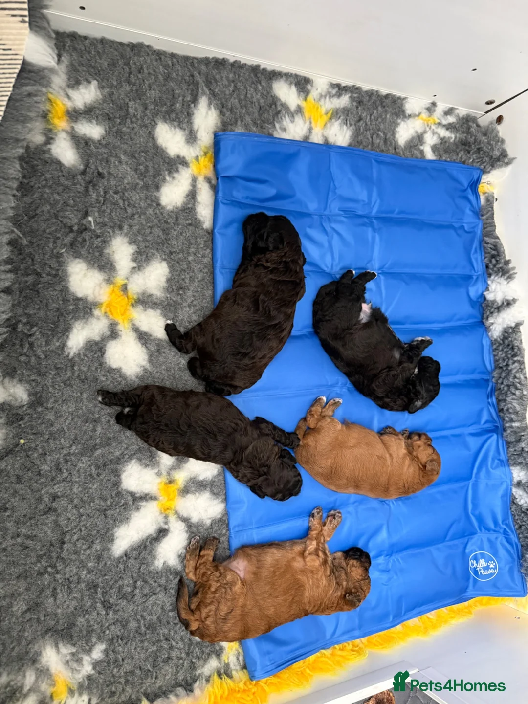 Maltipoo dogs for sale: Outstanding Malshipoo puppies  - Advert 25