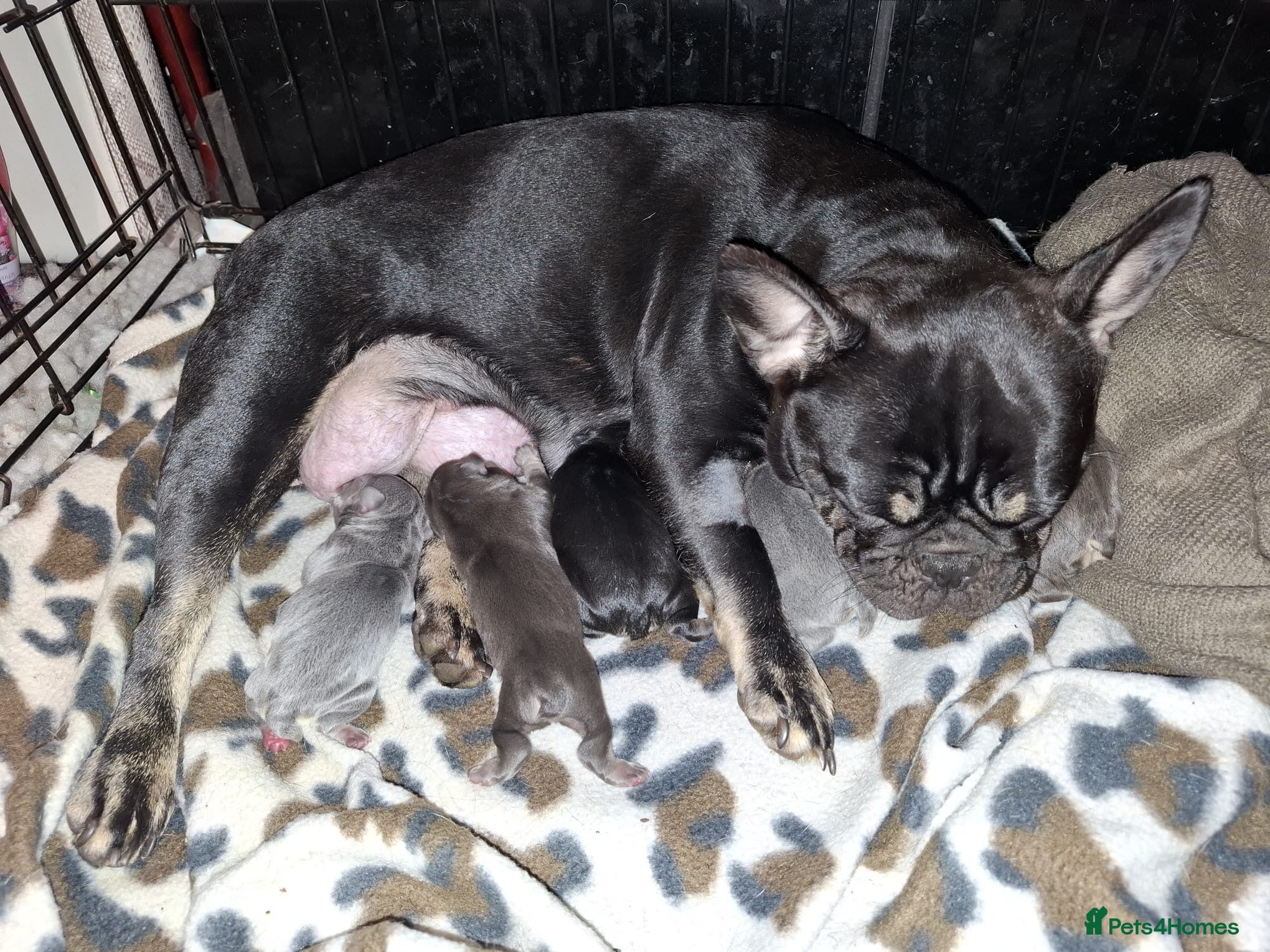 French Bulldog dogs Frenchies - Advert 1