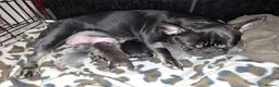 French Bulldog dogs for sale: Frenchies in Blackburn - Advert 1