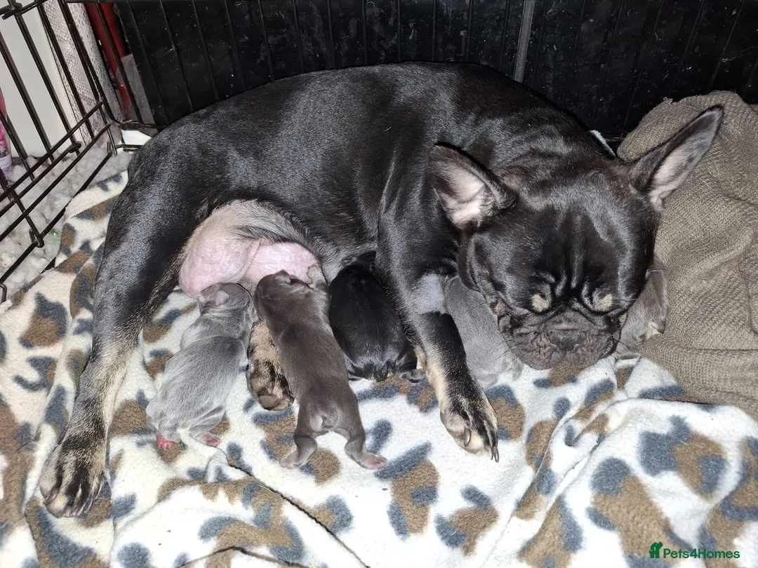 French Bulldog dogs for sale: Frenchies in Blackburn - Advert 1