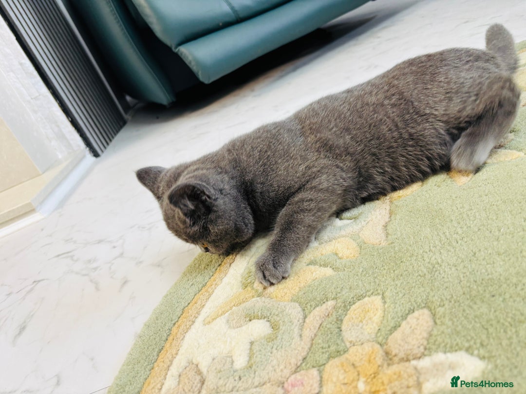 British Shorthair cats for sale: British Shorthair - Image 26