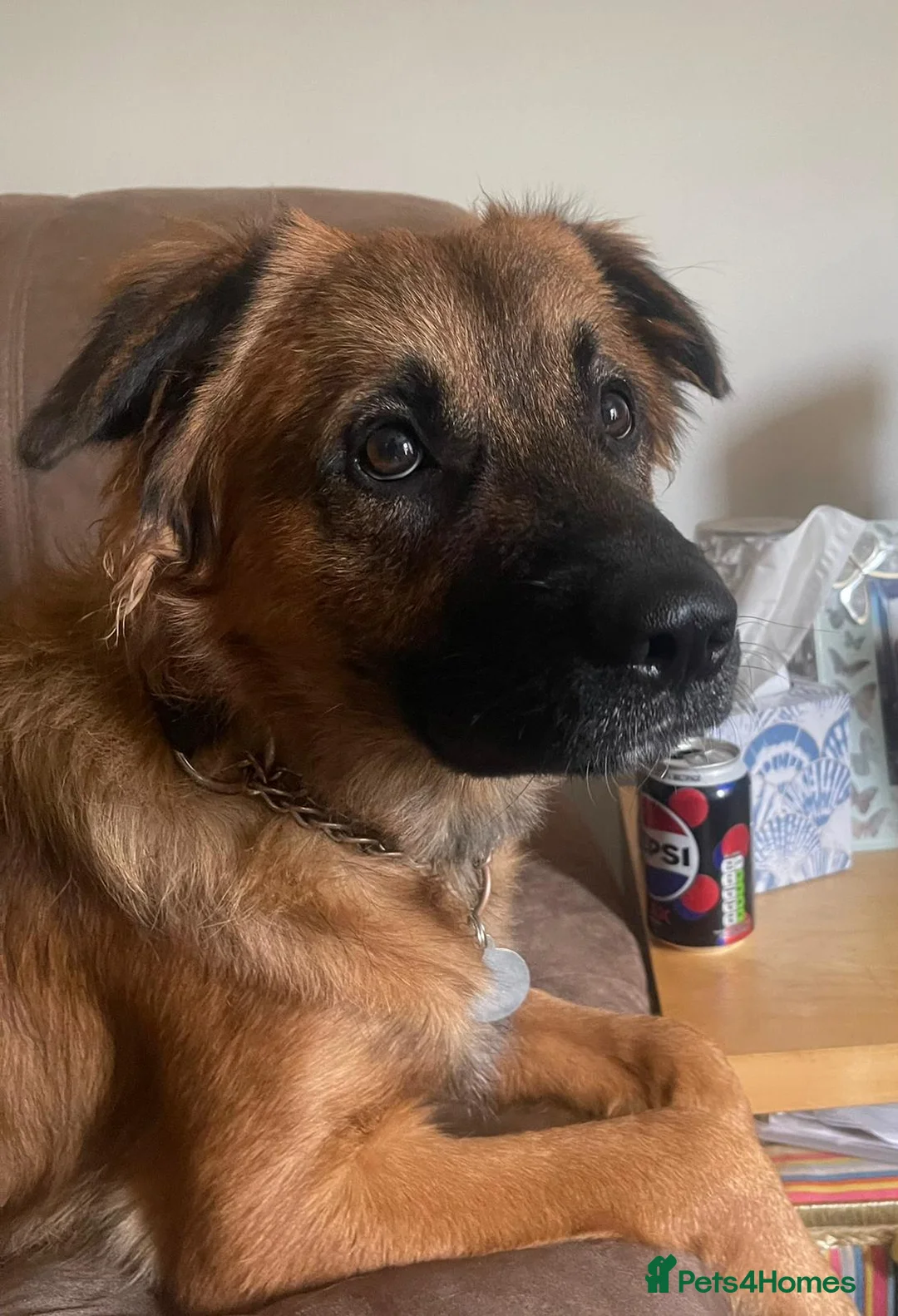 Mixed Breed dogs for sale: 18 month old Chase - Advert 2