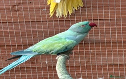 Ringnecks birds for sale: Indian Ringneck for Sale - Image 5