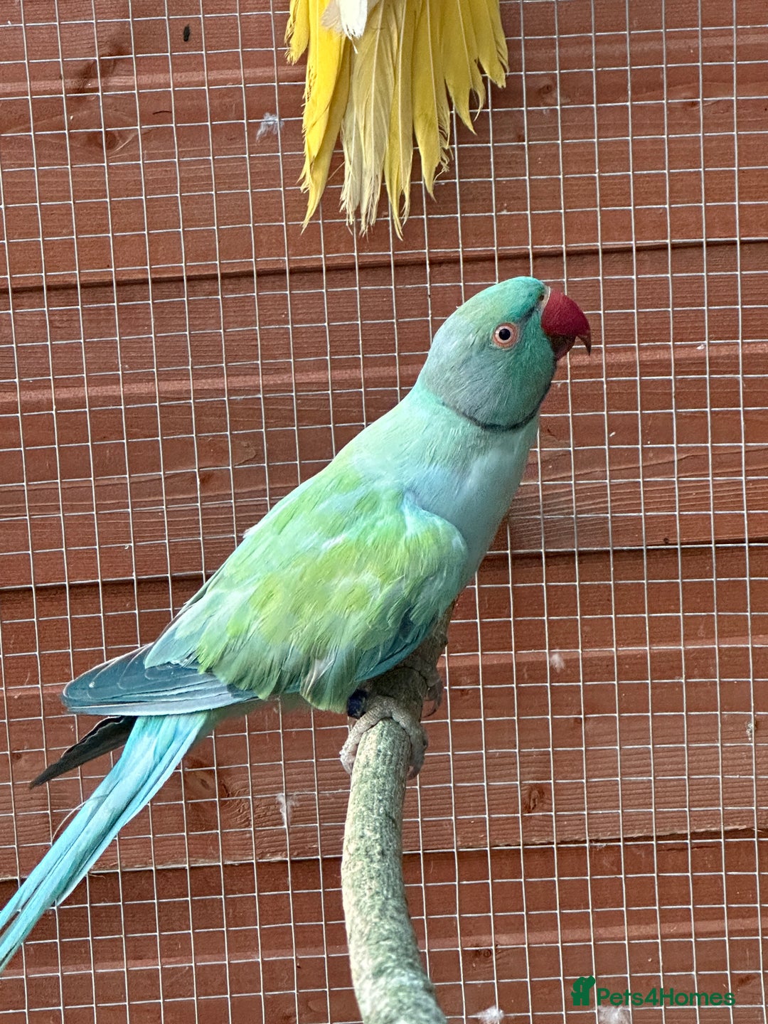 Ringnecks birds for sale: Indian Ringneck for Sale - Image 5
