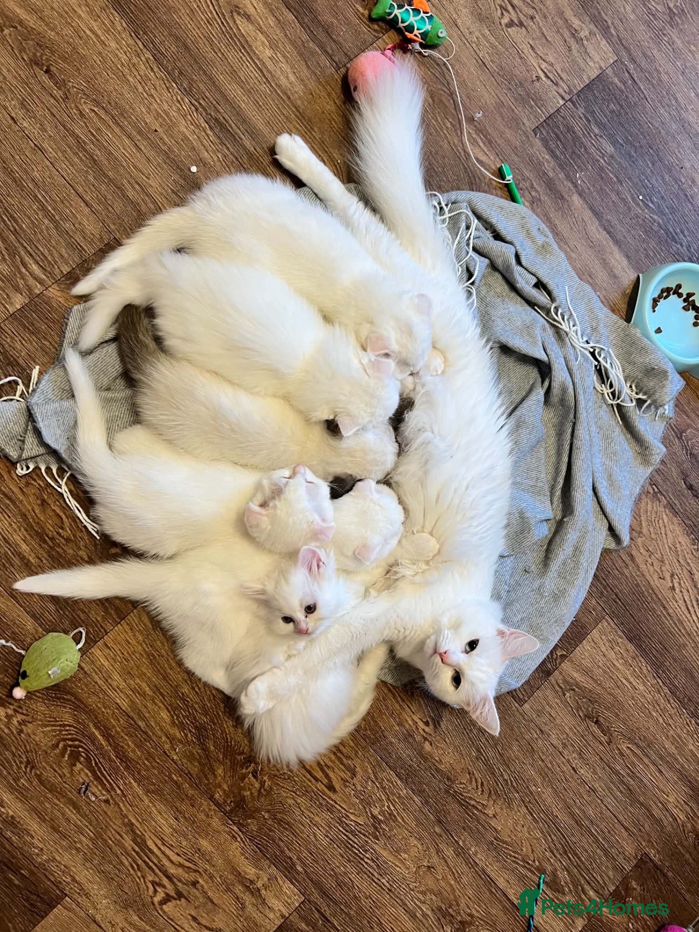 Scottish Fold cats Gorgeous Scottish Fold & Straight Kittens  - Advert 2