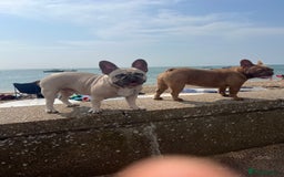 French Bulldog dogs for sale: Aiwa and Loya - Image 12