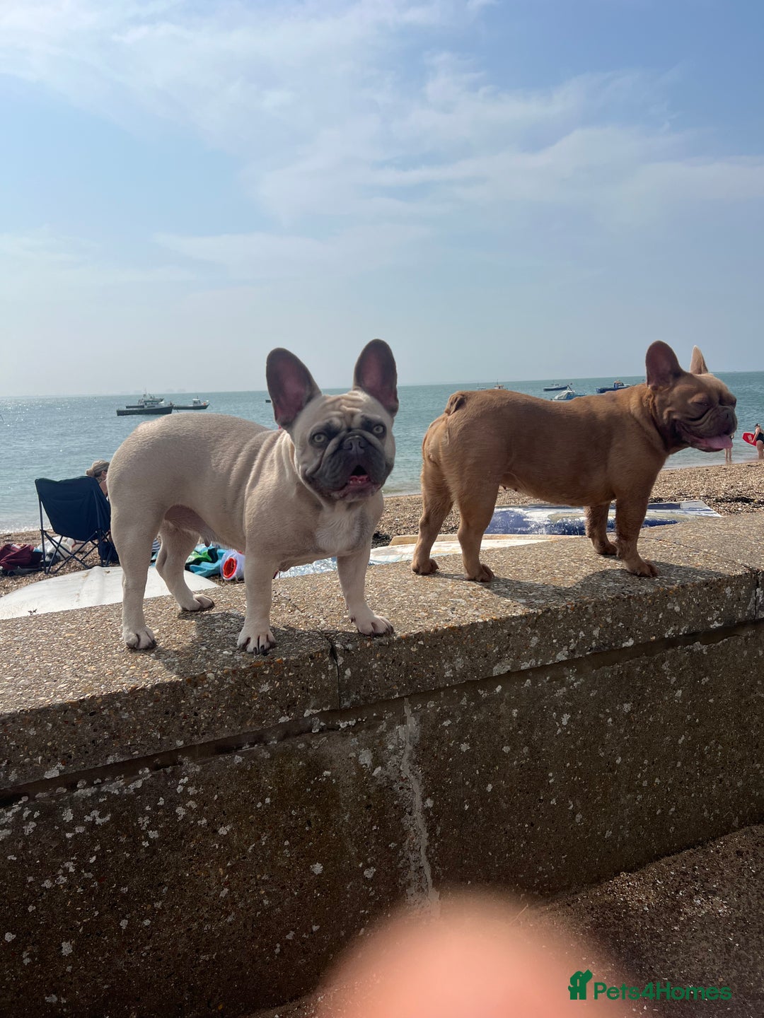 French Bulldog dogs for sale: Aiwa and Loya - Image 12