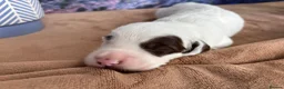 Sproodle dogs for sale: ✨RARE TRICOLOUR TUXEDO MERLE SPROODLES🐾❤️✨ TESTED - Advert 5