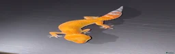 Leopard Gecko reptiles for sale: Tangerine Leopard Geckos  in Rochester - Advert 2