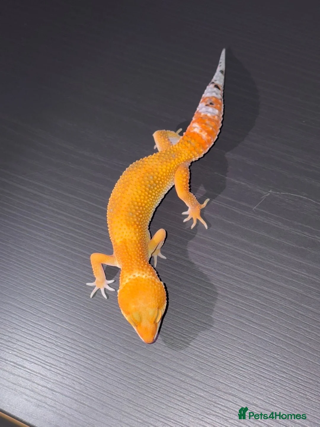 Leopard Gecko reptiles for sale: Tangerine Leopard Geckos  in Rochester - Advert 2