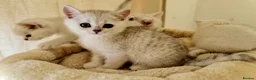British Shorthair cats for sale: BRITISH SHORTHAIR KITTEN BLUE EYES  - Advert 24