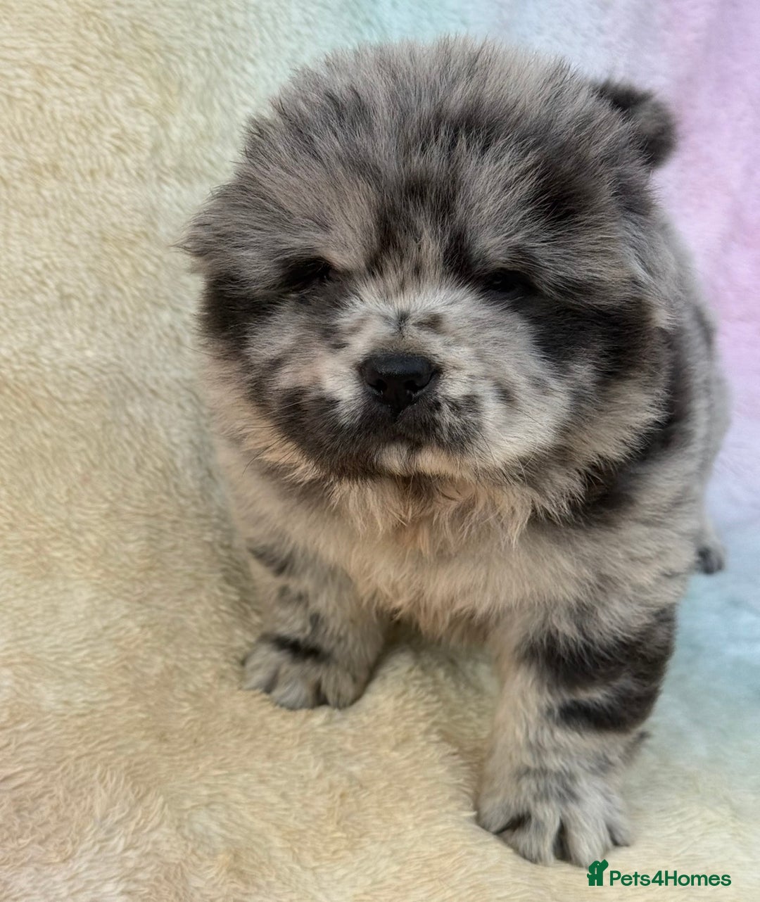 Chow Chow dogs for sale: American Blood Line Chow Chow Puppies  - Advert 15