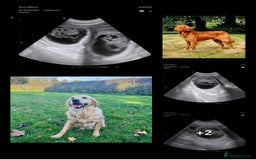 Golden Retriever dogs for sale: 4 ⭐️ licensed breeder through Doncaster council  - Image 5