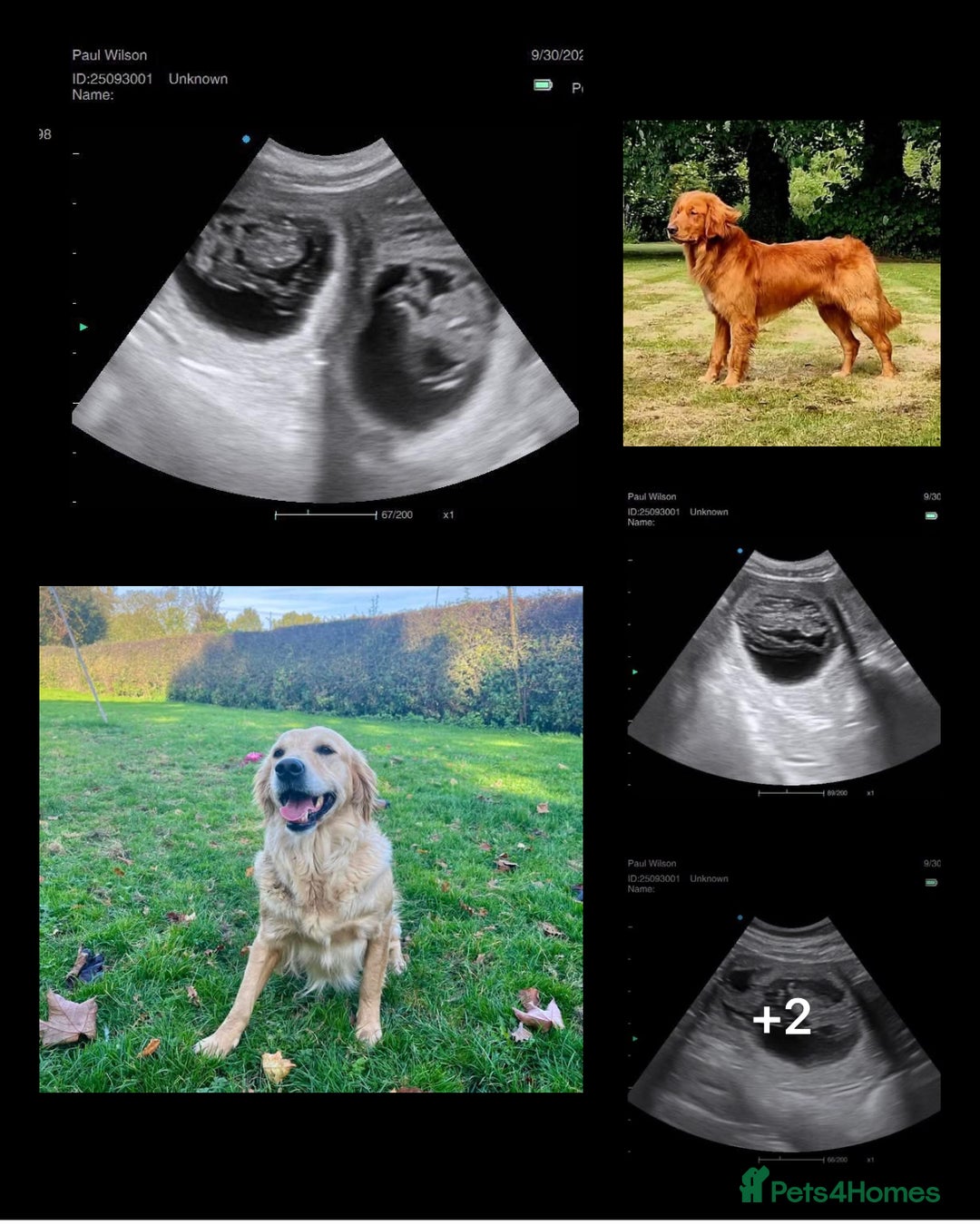 Golden Retriever dogs for sale: 4 ⭐️ licensed breeder through Doncaster council  - Image 5