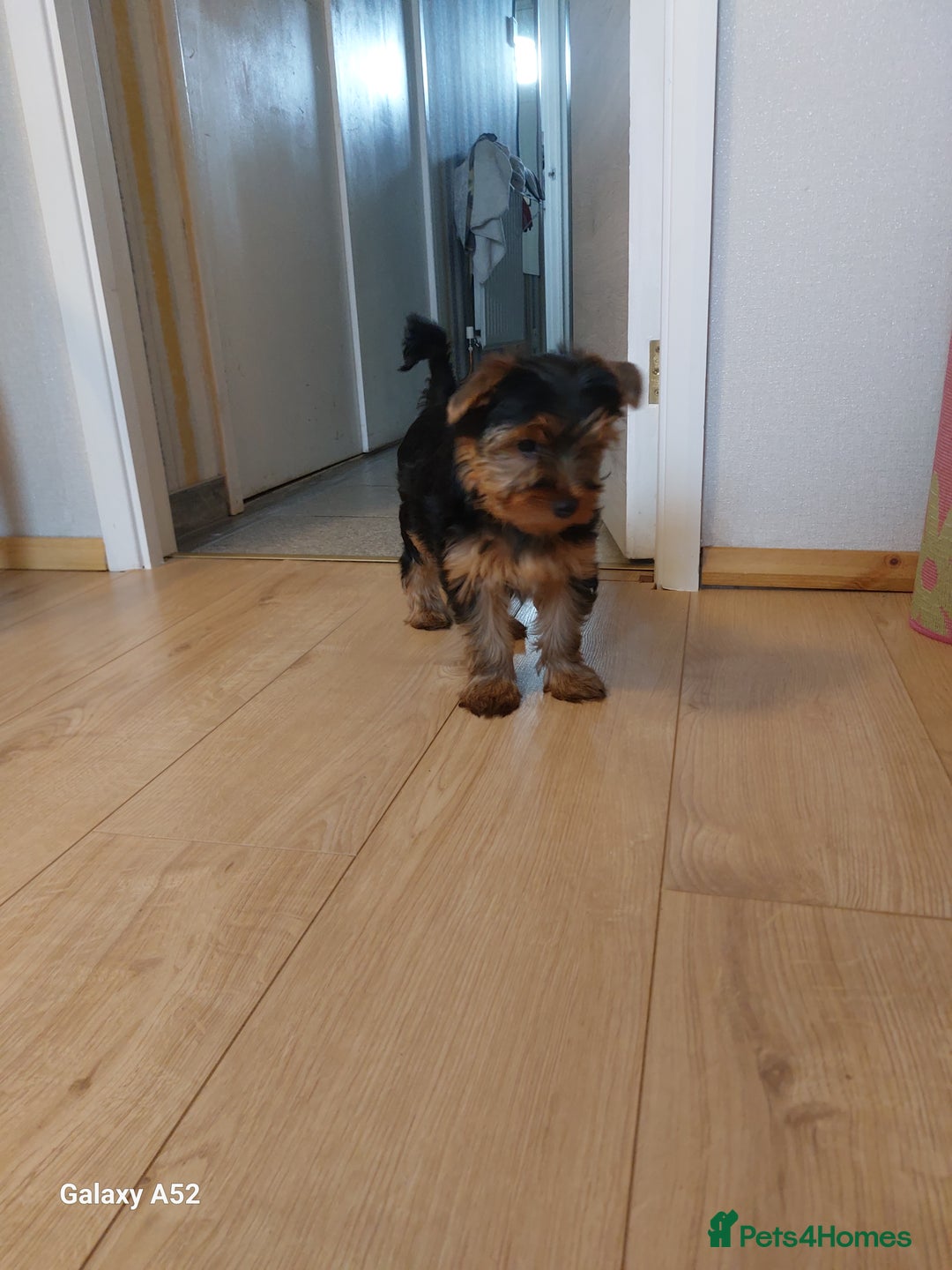 Yorkshire Terrier dogs for sale: Yorkshire Terrier Puppies (2 left) - Advert 27