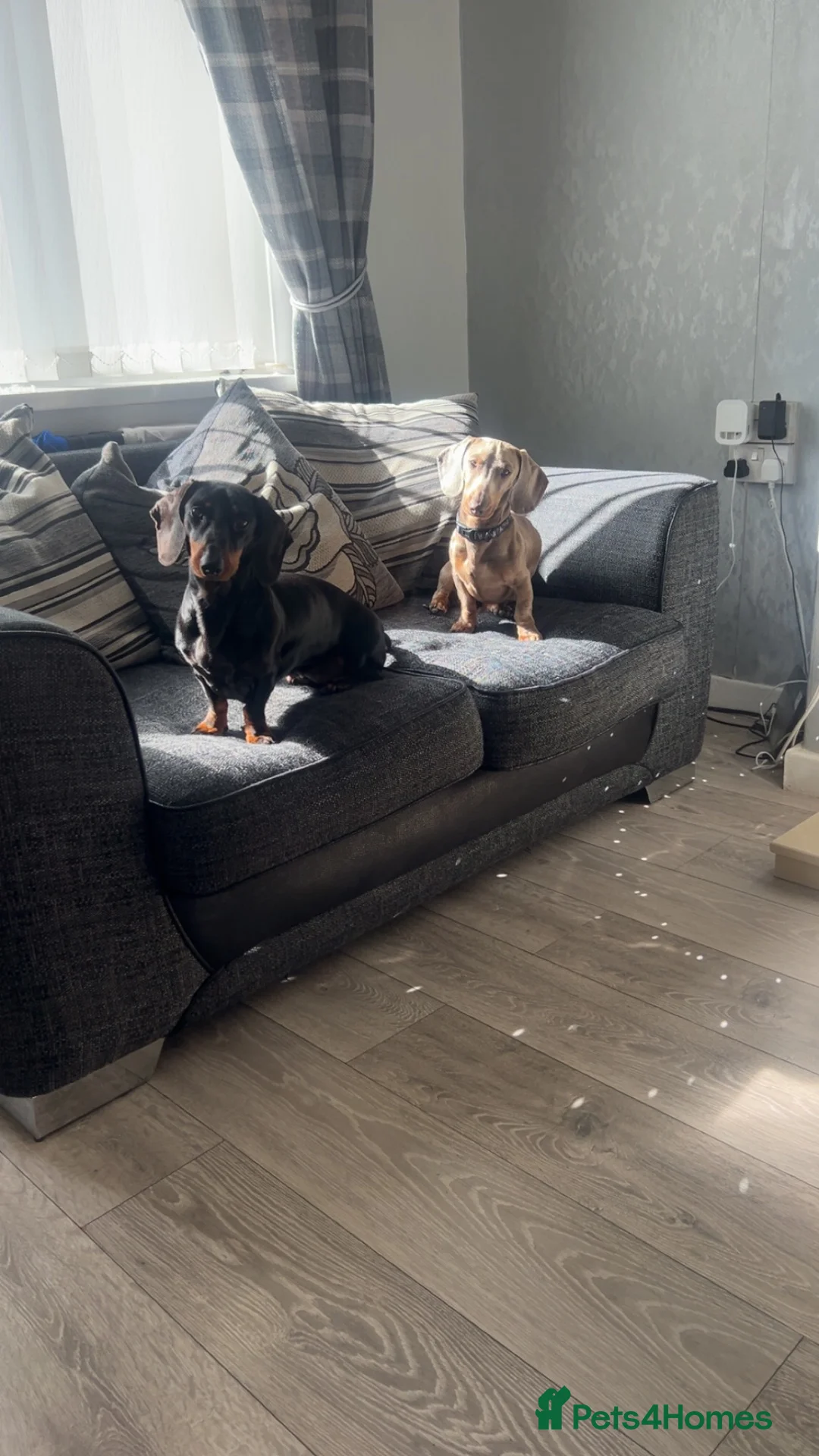 Miniature Dachshund dogs for sale: Mini dachshund - Advert 2