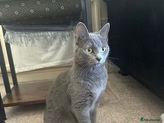 Russian Blue cats ✨ Russian Blue x British Shorthair Kittens ✨ - Advert 6