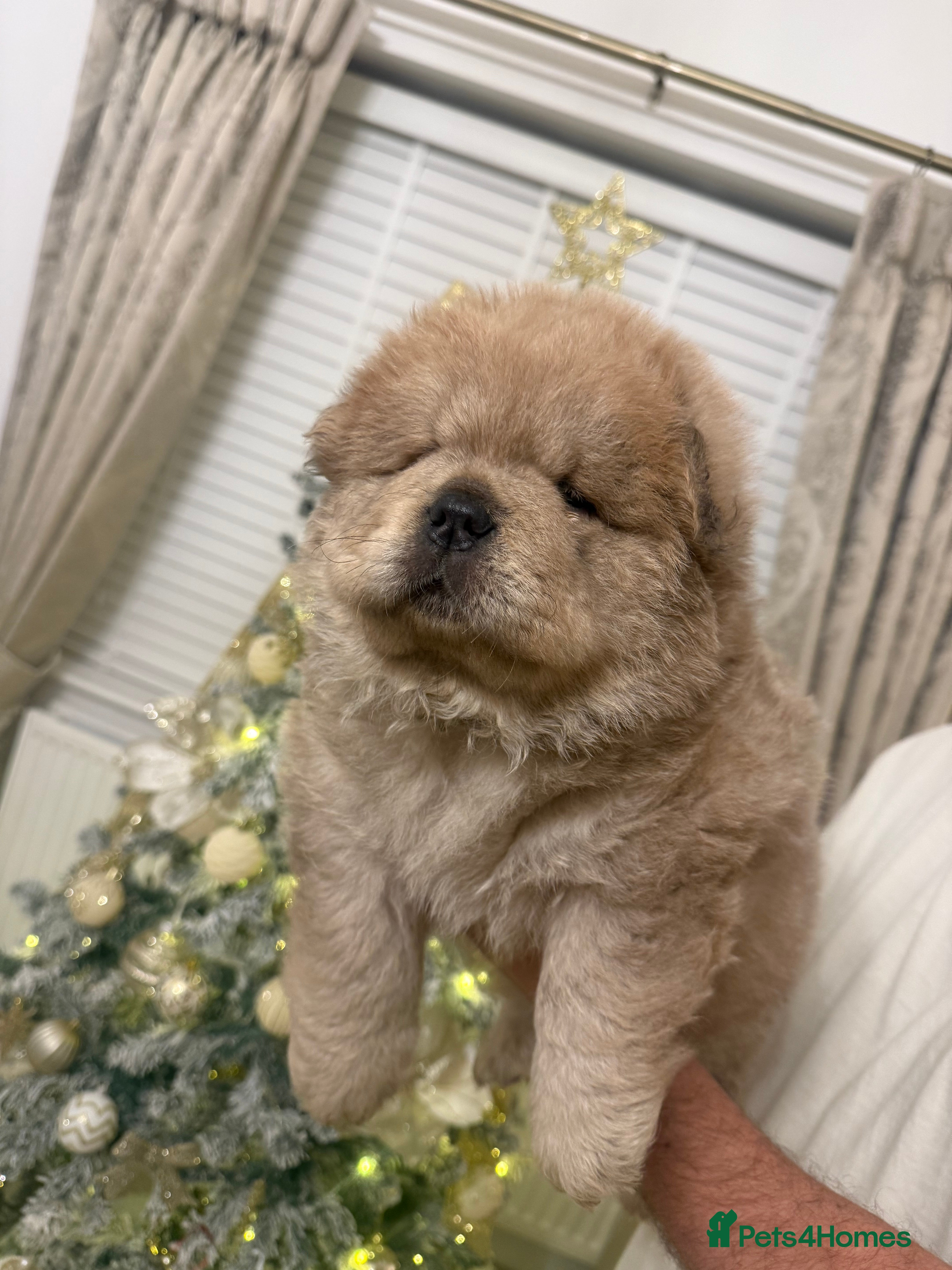 Chow Chow dogs Last black female reduced! ready to leave 24 dec!  - Advert 3