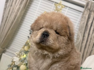 Chow Chow dogs Last black female reduced! ready to leave 24 dec! - Advert 3