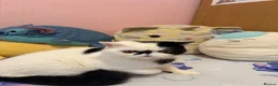 Exotic cats for sale: Black and white exotic boy - Advert 8